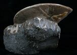 Placenticeras Ammonite - Pierre Shale, SD #6097-2